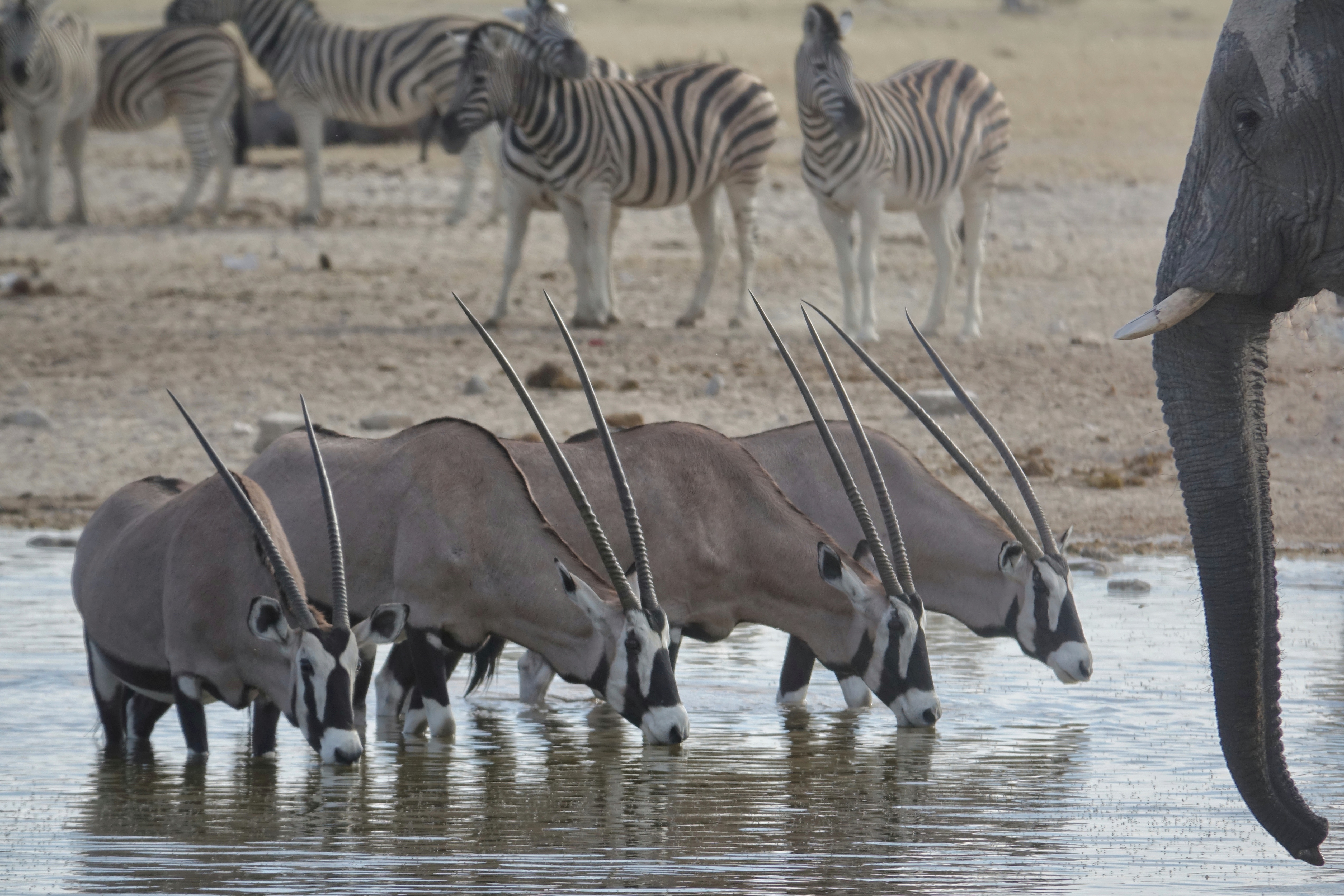 Oryx à un point d’eau